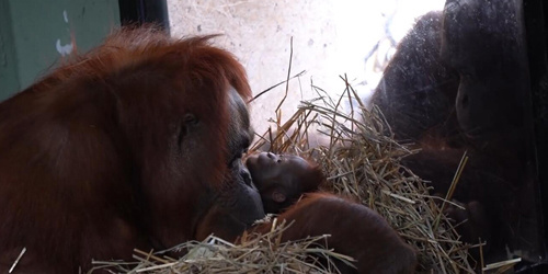 有爱！美国动物园一猩猩妈妈隔着玻璃给家人看新生幼崽
