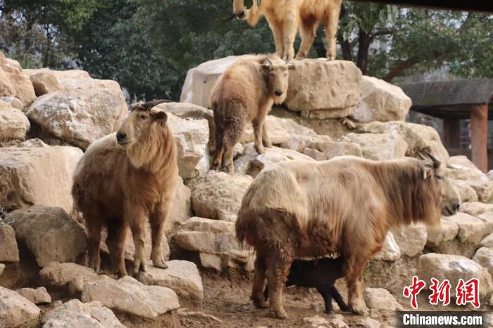 杭州野生动物世界迎来牛年首只国宝金毛羚牛