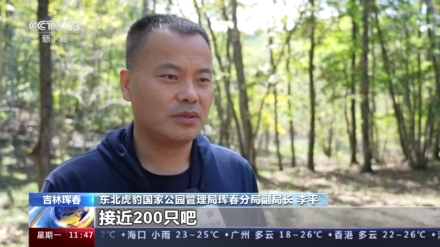 记者探访东北虎豹国家公园 神秘森林再现“群鹿图”