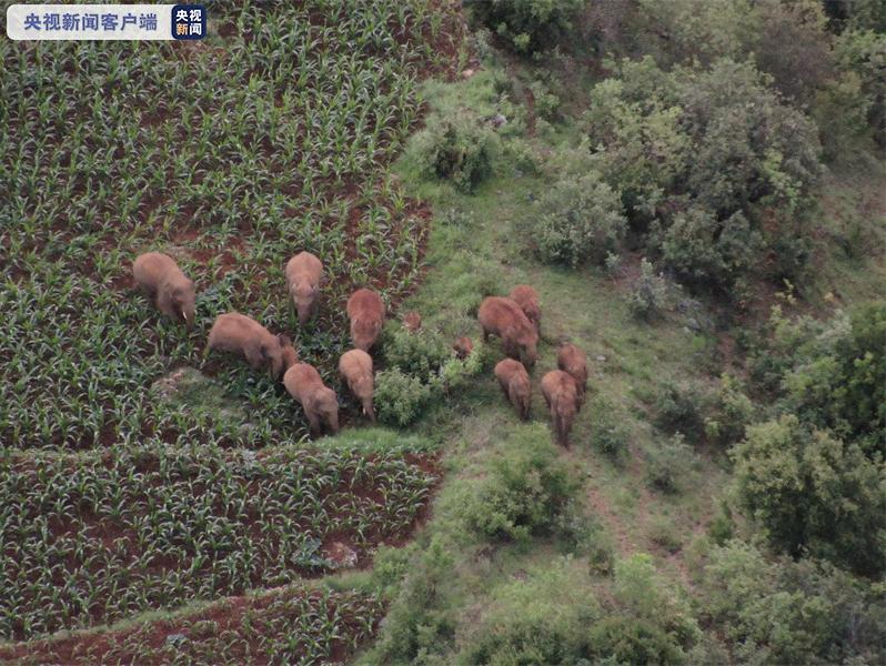 云南野生亚洲象群向东南迂回移动 仍在红河州石屏县