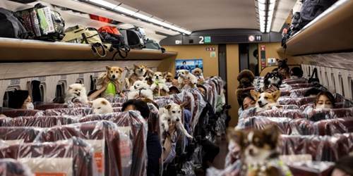 日本开发“宠物友好列车” 乘客可坐车“撸狗”