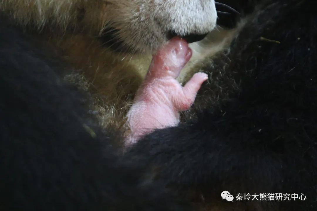 秦岭大熊猫“安安”首次产崽 幼崽发育良好