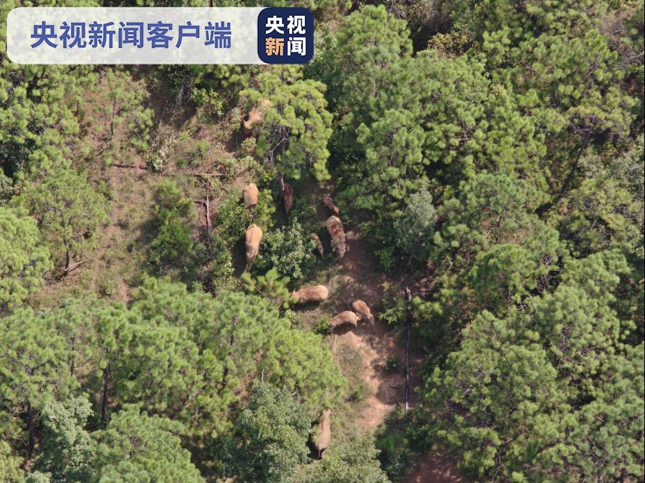 云南玉溪：迁徙象群 持续在元江县林地内活动
