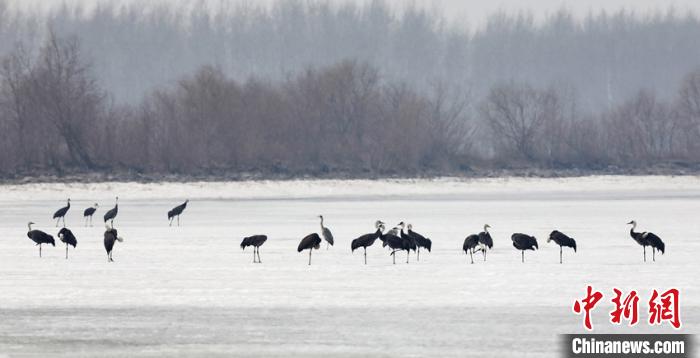 2000余只珍稀白头鹤飞抵吉林九台湿地栖息觅食