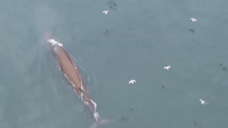 神秘鲸鱼显身 北部湾海域发现10几头布氏鲸