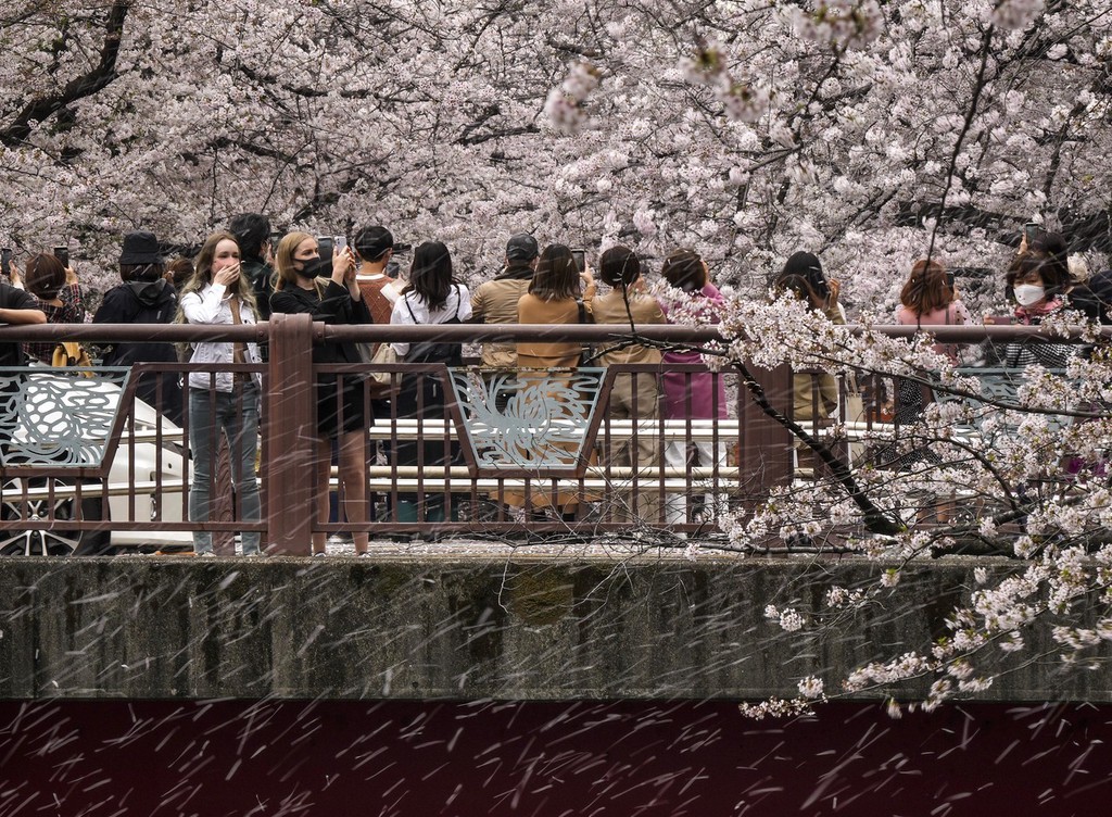 日本迎来最美樱花季 粉色花海吸引眼球