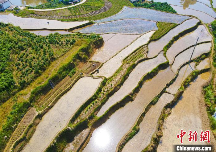 安徽岳西：稻田蓄水充盈，阡陌纵横，美如画卷
