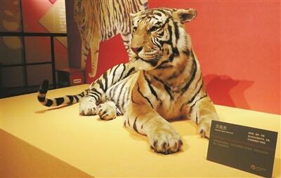 浙江自然博物院推出“虎年识虎——虎年生肖贺岁展”