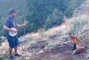 美国音乐家用班卓琴为一只狐狸演奏乐曲 狐狸坐下来认真欣赏