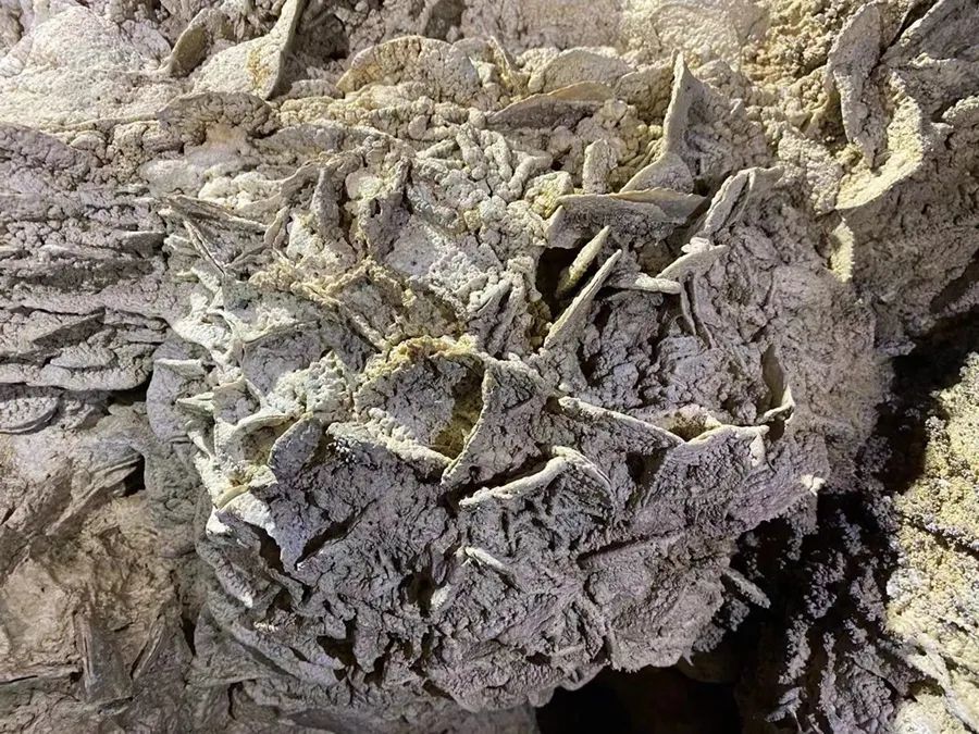 罕见！洞穴“海贝石”奇观在福建连城被发现