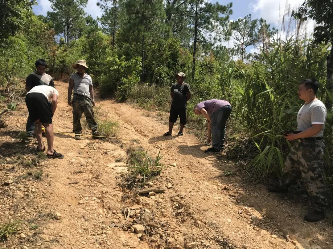 西双版纳勐海县百名毁林种茶违法涉案群众集体投案自首