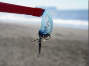 日本一沙滩现大量透明"塑料片"：含有剧毒 或致人死亡