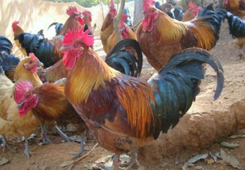 香港暂停进口法国、德国和南非部分地区的禽肉及禽类产品