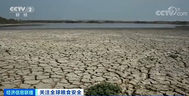 全球多国遭严重“旱灾”！粮食价格大幅上涨！中国饭碗，有保障！