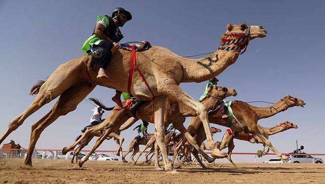 阿联酋开设首家骆驼骑行学校