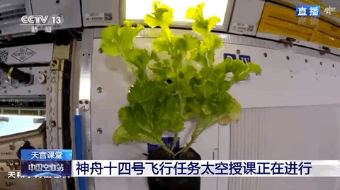 中国人的“太空菜园”种了啥？揭秘