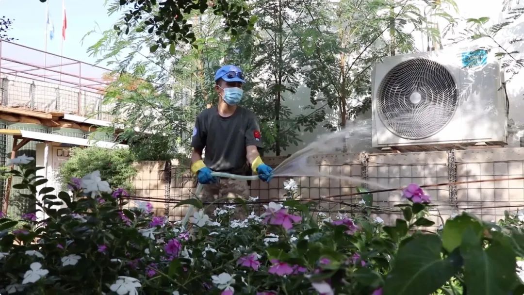 鸟语花香！中国蓝盔在沙漠中种出“绿洲”