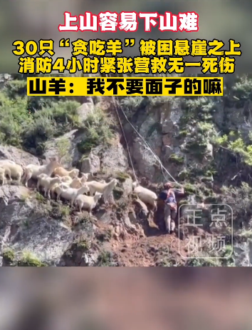 “赤峰市”30只“贪吃羊”被困陡峭悬崖……