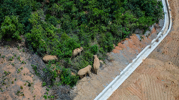 离家跋涉八百多里 云南境内的亚洲象群为甚么要一起向北？