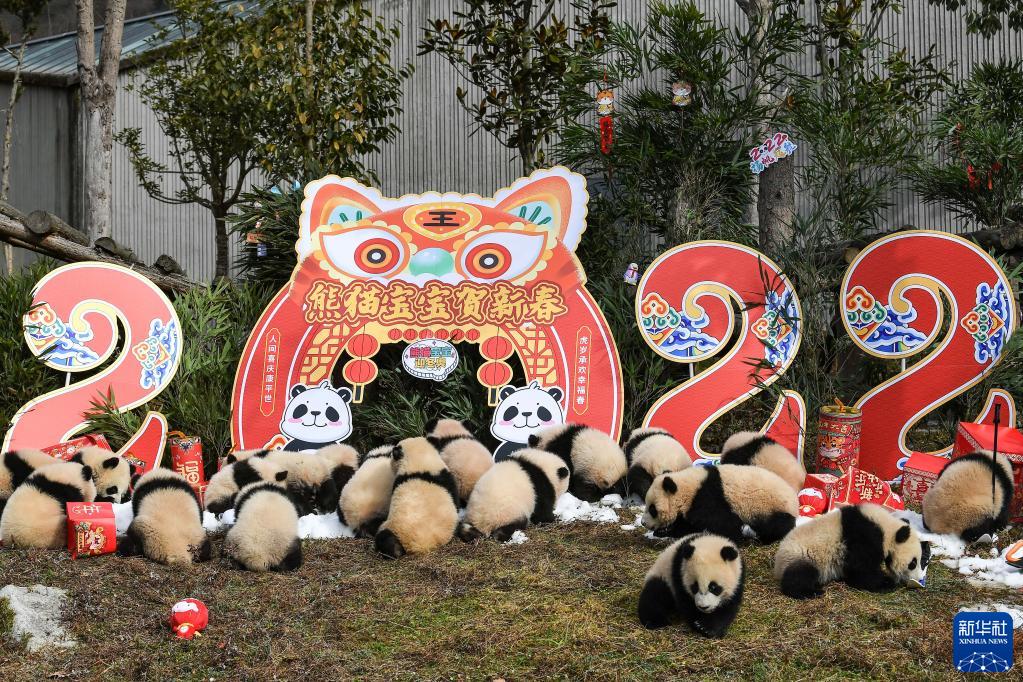 最大77%OFFクーポン 中国パンダ保護研究センター 写真集 中国保護大