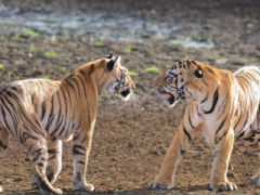 印度一对老虎激烈对峙