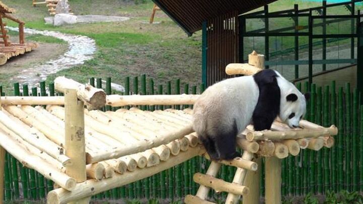 亚布力熊猫馆猫爬架太“豪”了
