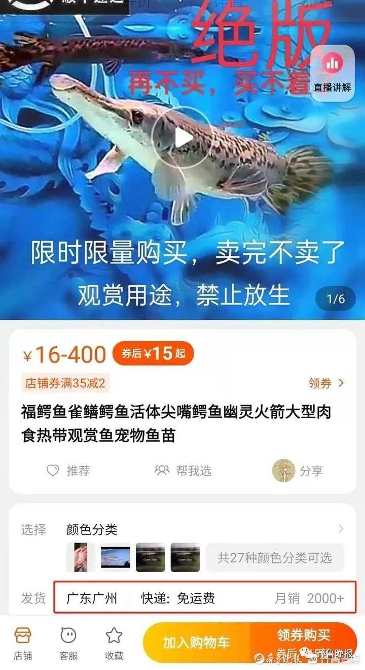 “水族”80元一条！济南有商家仍在售卖鳄雀鳝幼鱼…部分电商平台打出“绝版”标语