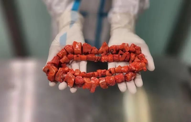 “红珊瑚”濒危物种！青岛胶东海关在入境行李中查获红珊瑚