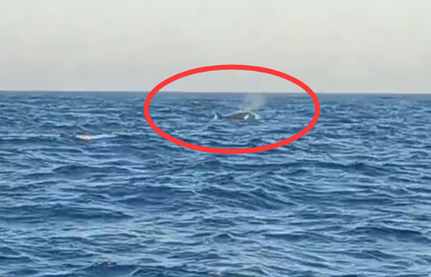 事发大连！三头巨型海兽浮出海面，专家确认它们是虎鲸
