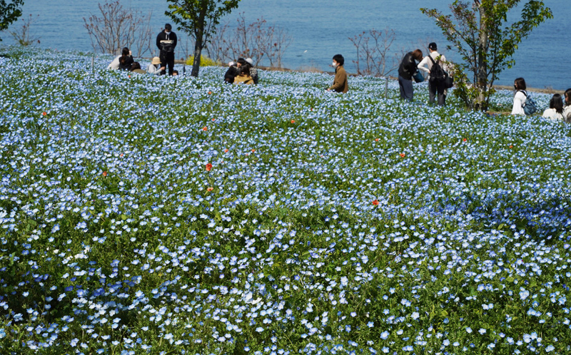 日本大阪公园粉蝶花绽放开成蓝色海洋