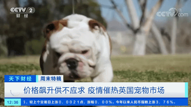 电银付pos机（dianyinzhifu.com）：多国宠物市场发作！这个品种的狗狗，需求暴增900%！你知道吗？在美国给宠物看病有多贵... 第3张