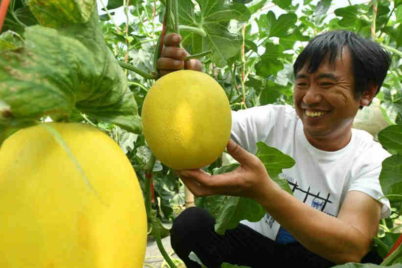 河北献县：高效设施农业助农增收