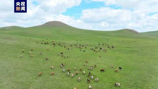 呼伦贝尔草原转场开始了！400多户牧民赶着牛羊出发