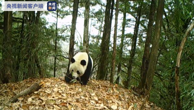 频频“偶遇”！​陕西大熊猫野外种群由109只增至345只