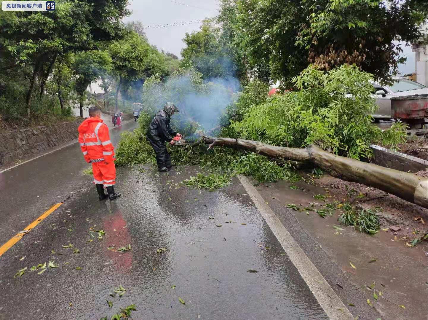 强降雨来袭 大风导致210国道多处行道树倒伏道路受阻