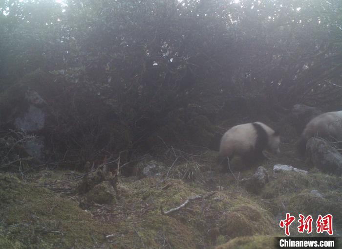四川绵竹首次拍到两只野生大熊猫同框活动影像