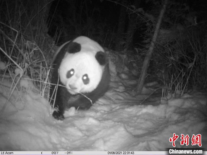 四川勿角自然保护区多次拍摄到野生大熊猫画面