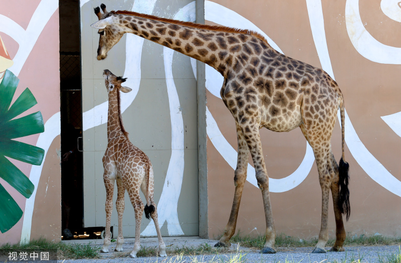 武汉：野生动物王国繁育长颈鹿宝宝首次出现在公众视野