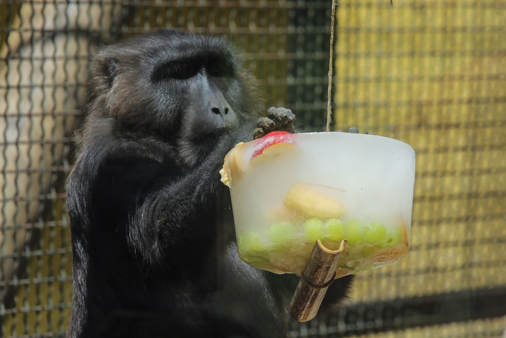 克罗地亚遭遇高温 动物园猴子吃冰食物消暑降温