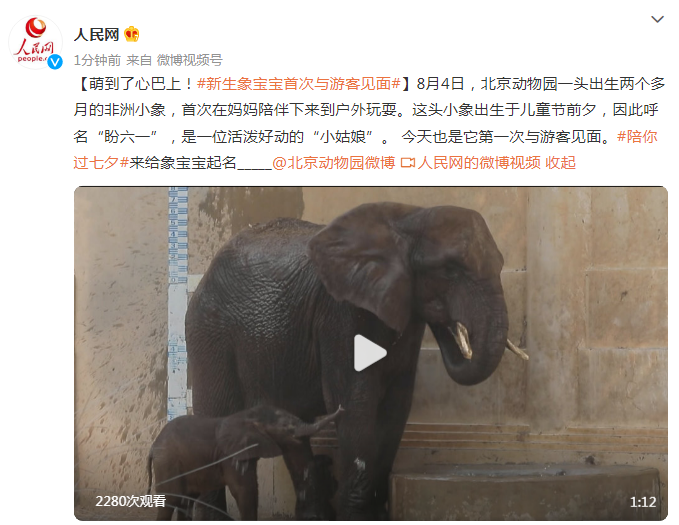 “小象”被萌到了！新生象宝宝首次与游客见面