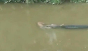 印尼一男子钓鱼时遭鳄鱼袭击，被拖入河中后死亡