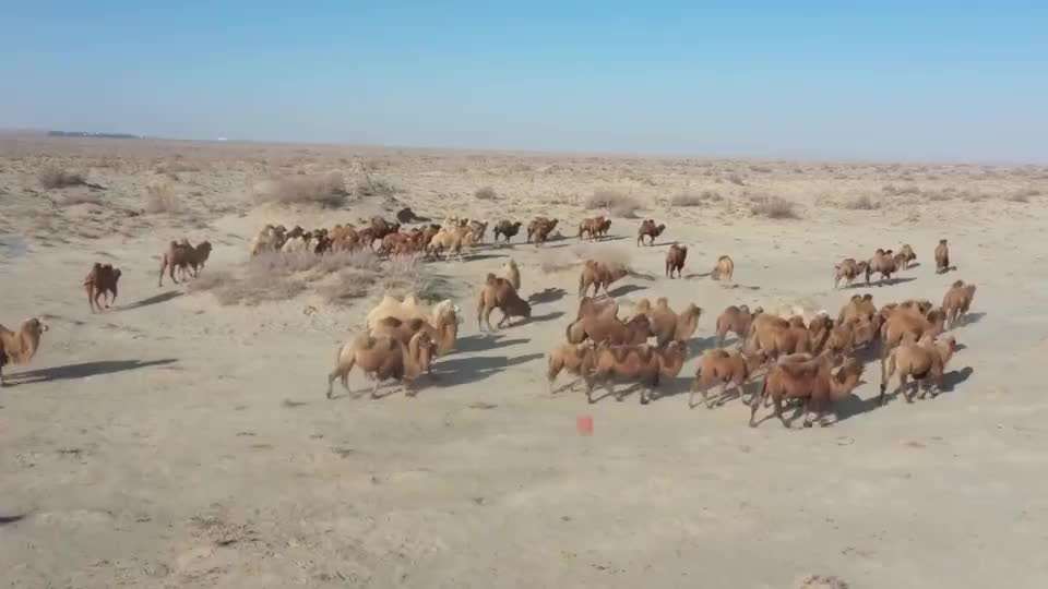 新疆：千峰骆驼戴“北斗” 足不出户去 “放牧”
