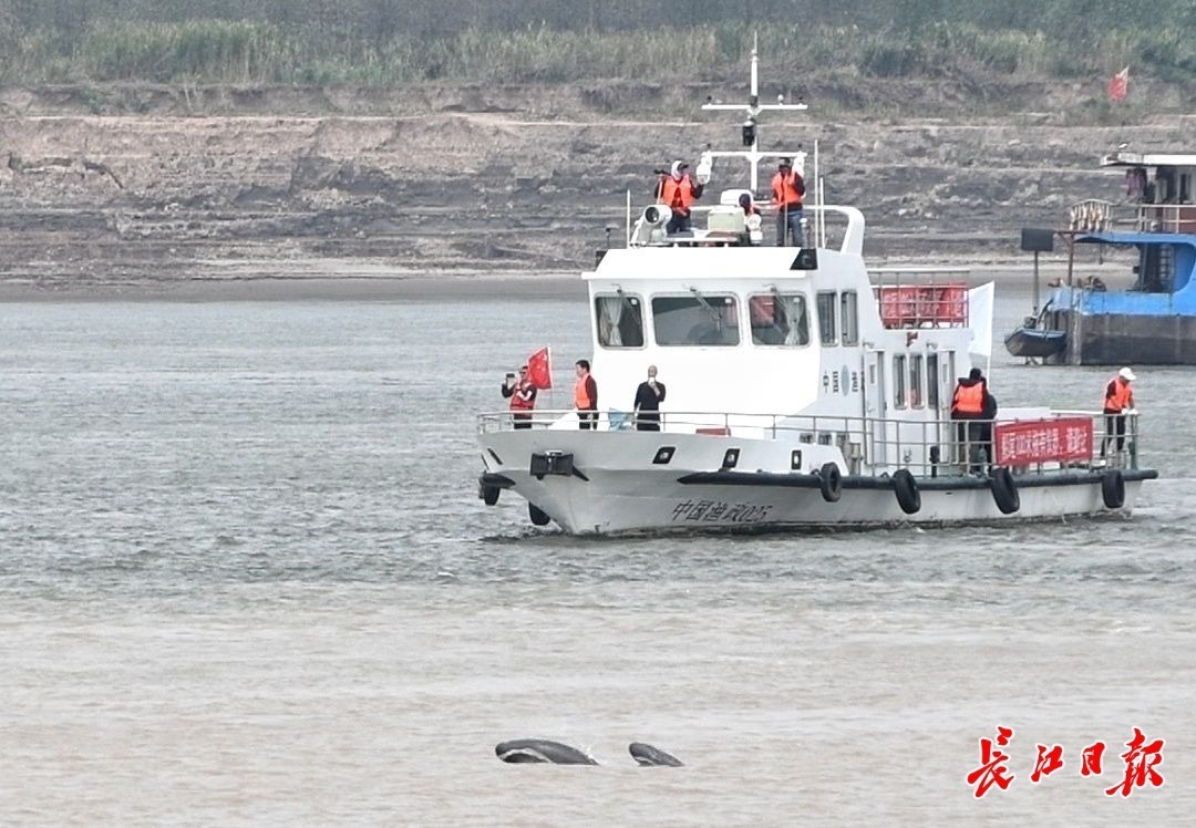 长江江豚科考第六天，三江口发现最大江豚群体