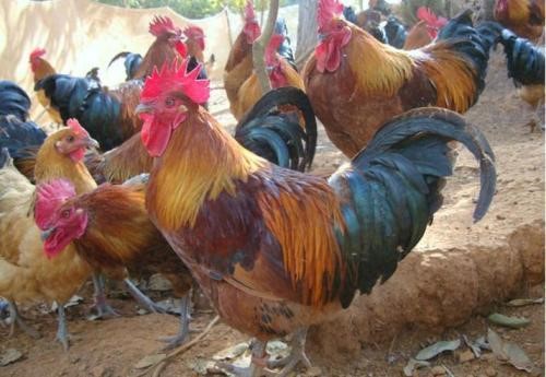 香港暂停进口德国巴伐利亚州相关区域禽肉及禽类产品