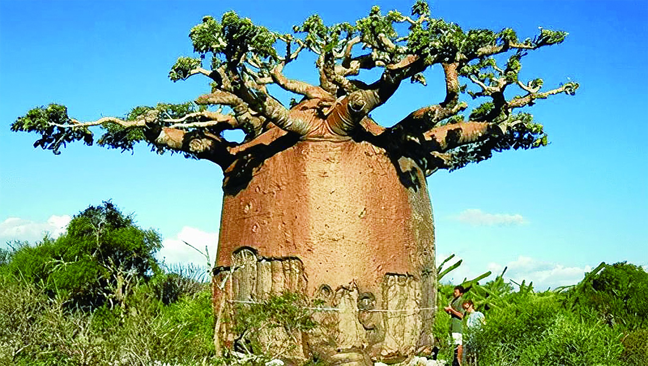 塞内加尔“国树”凝聚民族精神