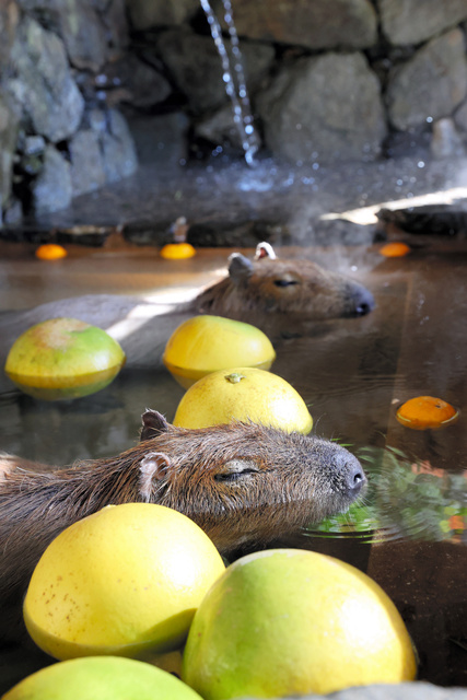长崎动植物公园为水豚推出 柚子浴 慵懒的样子可爱又治愈