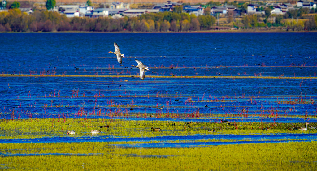 云南丽江：拉市海湿地迎来候鸟季
