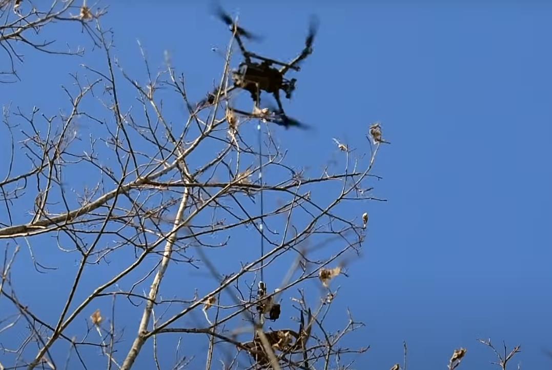 美国缅因州毒蛾泛滥，无人机带特殊工具上树砍虫巢