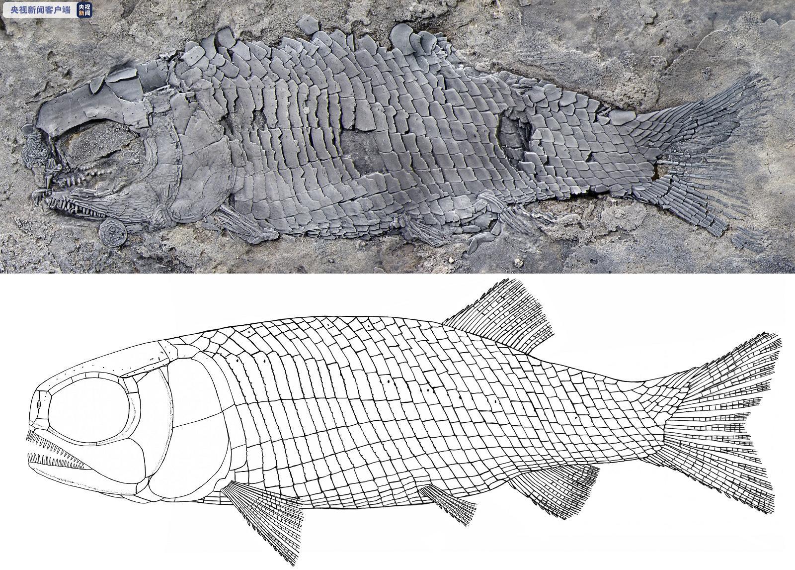 来看看距今约2 44亿年的鱼长啥样 云南发现世界最古老肋鳞裂齿鱼类