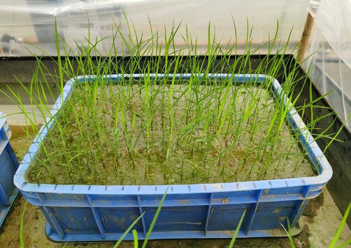 “天稻”酬勤 登月航二代种子成功育苗